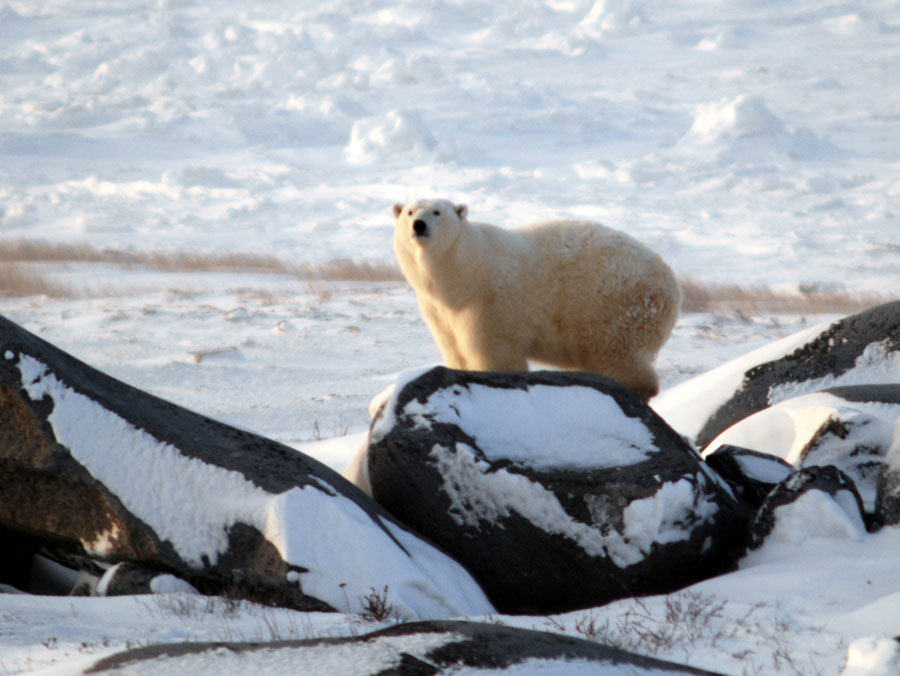 Polar Bear Quiz