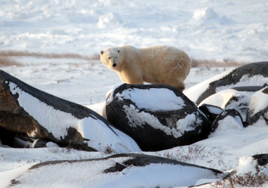 I went to the Arctic to meet real polar bears